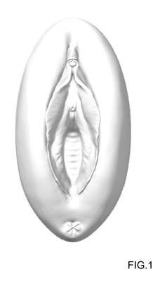 CONFIGURAÇÃO APLICADA A/EM MODELO ANATÔMICO DE VULVA