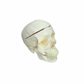 CRÂNIO MAXILO-FACIAL