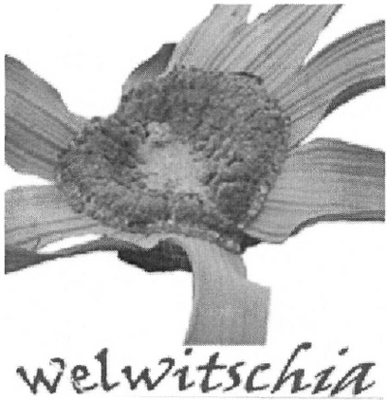 WELWITSCHIA