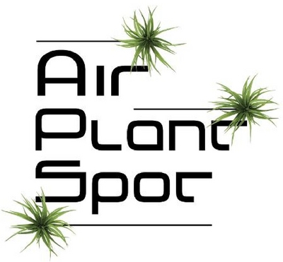 AIR PLANT SPOT