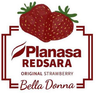 PLANASA REDSARA ORIGINAL STRAWBERRY BELLA DONNA