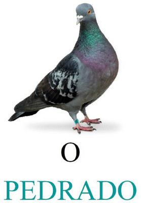 O PEDRADO