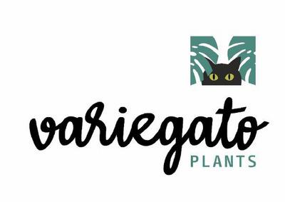 VARIEGATO PLANTS