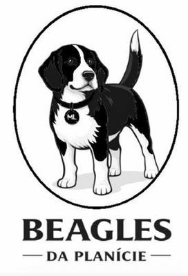 BEAGLES DA PLANÍCIE ML