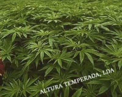 ALTURA TEMPERADA, LDA.