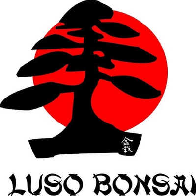 LUSO BONSAI