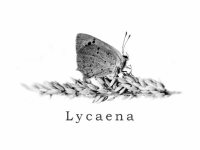 LYCAENA