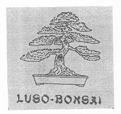 LUSO - BONSAI