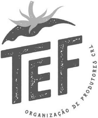TEF ORGANIZAÇÃO DE PRODUTORES CRL