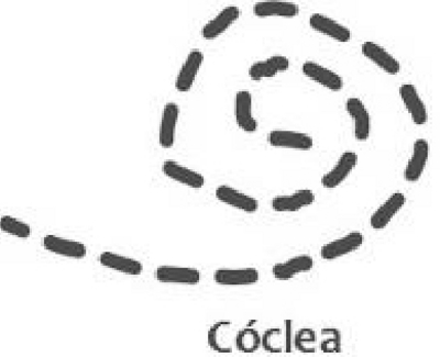 CÓCLEA