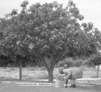 AGUARDENTE DE FIGO - TORRES NOVAS