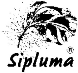SIPLUMA