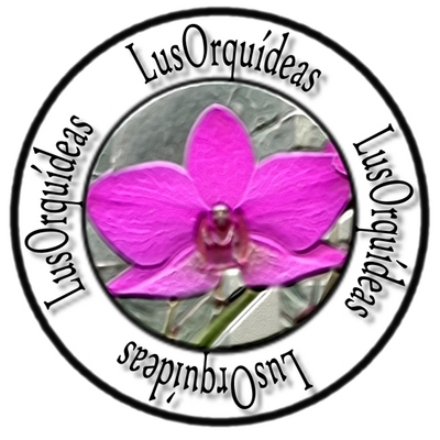 LUSORQUÍDEAS