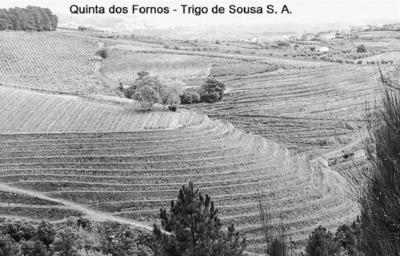 QUINTA DOS FORNOS - TRIGO DE SOUSA S. A.