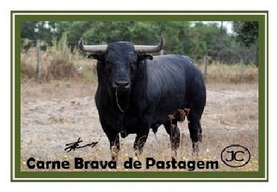 CARNE BRAVA DE PASTAGEM - JC