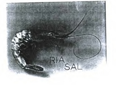 RIA SAL