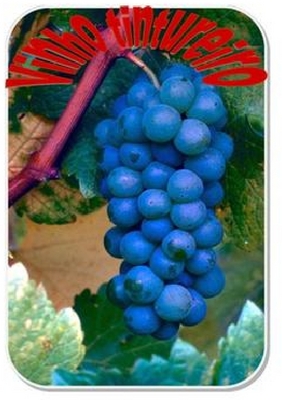 VINHO TINTUREIRO
