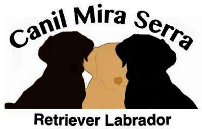CANIL MIRA SERRA RETRIEVER LABRADOR