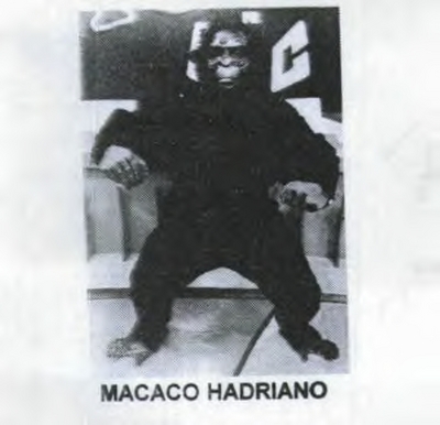 MACACO HADRIANO