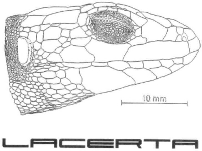 LACERTA