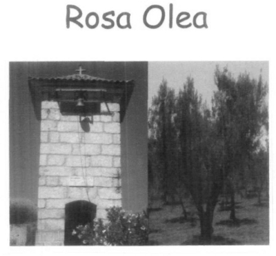 ROSA OLEA