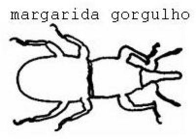 MARGARIDA GORGULHO