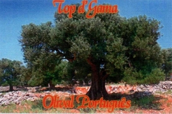 TOP D'GAMA OLIVAL PORTUGUÊS