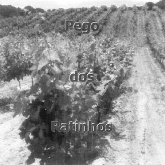 PEGO DOS RATINHOS