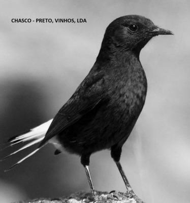 CHASCO-PRETO VINHOS LDA