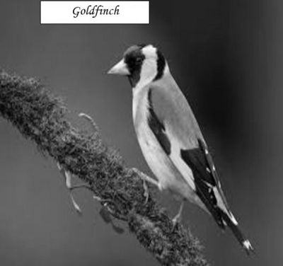 GOLDFINCH